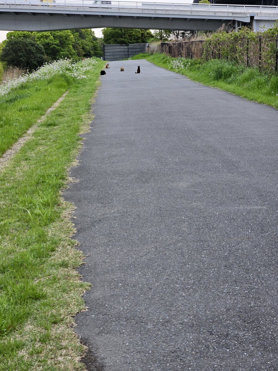 ふらっと tweet media