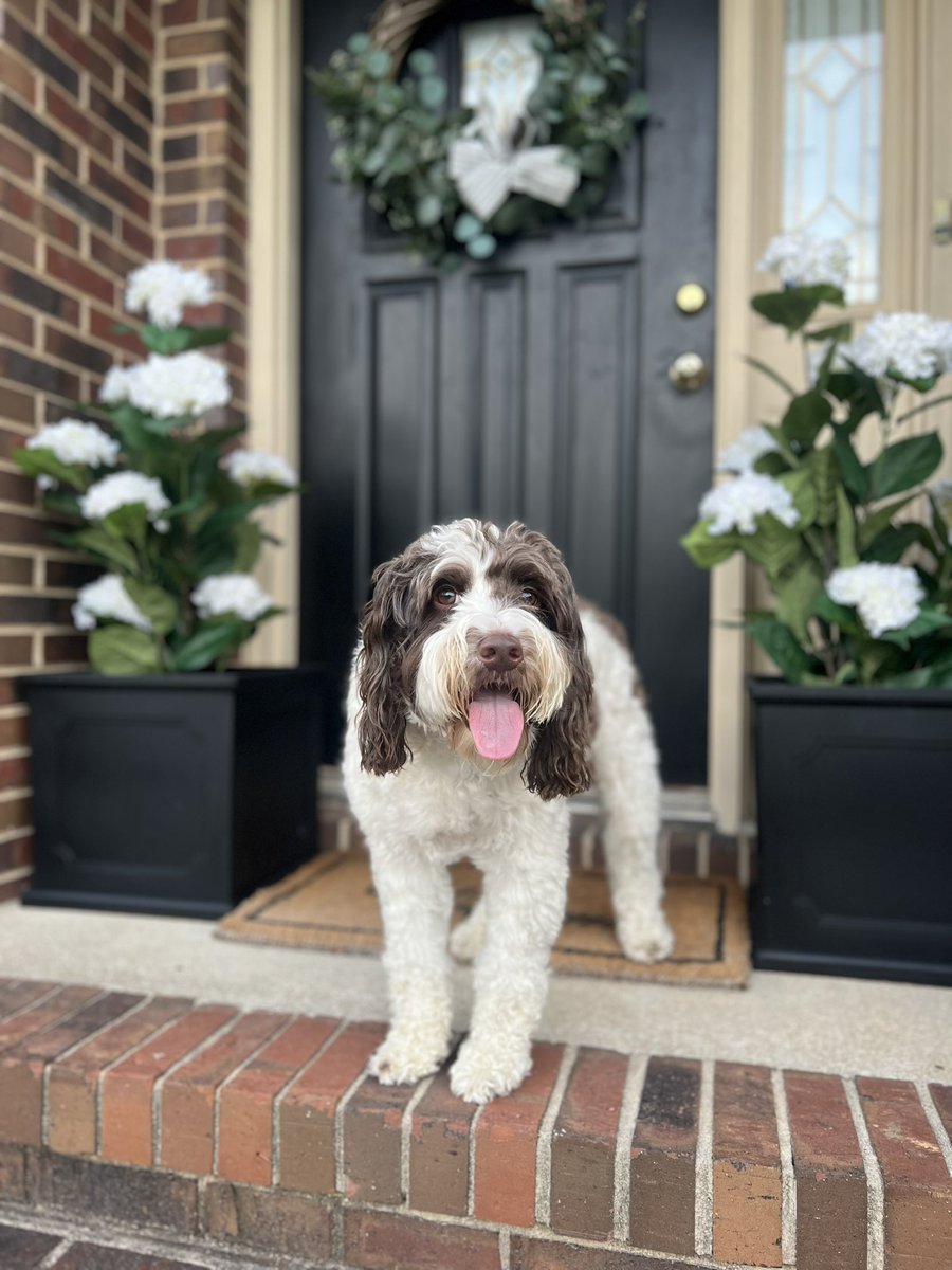 3dogs_andahorse's tweet image. The flowers are complimenting my fur nicely today🤭 - Georgie🦴
#SpringFlowers #doodles #dogsoftwitter