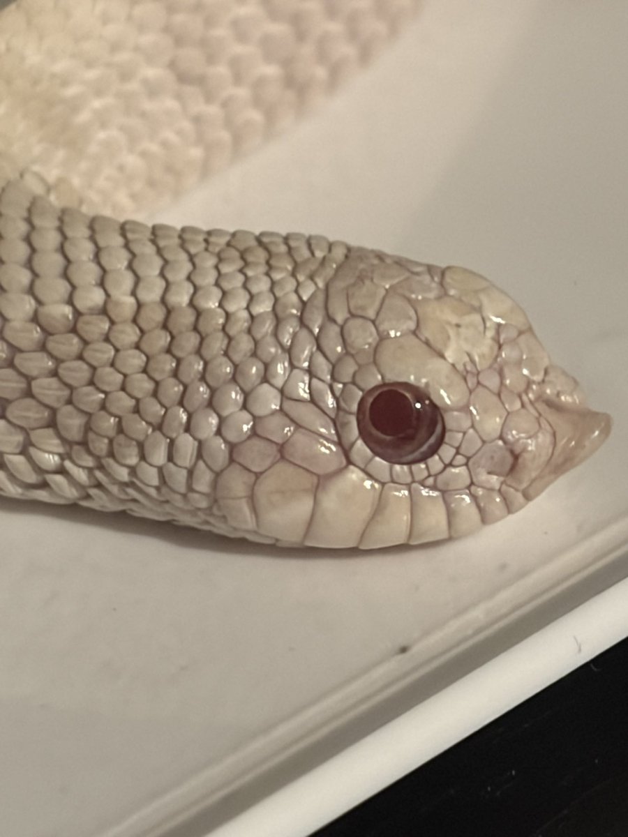 🍖ホルモン🍖 tweet media