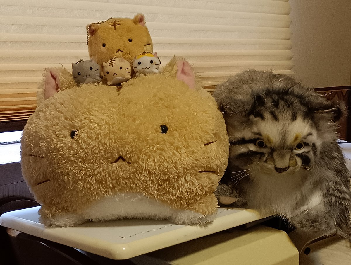 Studio Duck tweet media