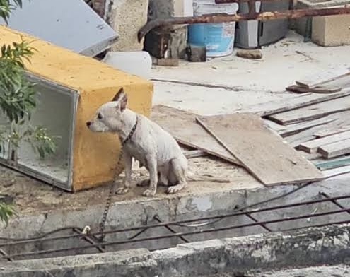 QuintanaRooHoy1's tweet image. 🐾🚨 ¡Atención en Quintana Roo!

Aunque hay avances, el maltrato animal sigue siendo un problema 😢

PETA pide leyes más fuertes y mayor conciencia social para proteger a los animales 🐶🐱

#QuintanaRoo #MaltratoAnimal #PETA #BienestarAnimal 🐾

wp.me/p9prmQ-27lX