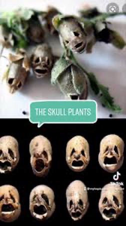 Snapdragon flower seedpods look like human skulls. 

👉 Learn more: bit.ly/3NJvjkk

#SteveLevibooks  #Detectivebooks #Mysteries #crimebooks #funfact