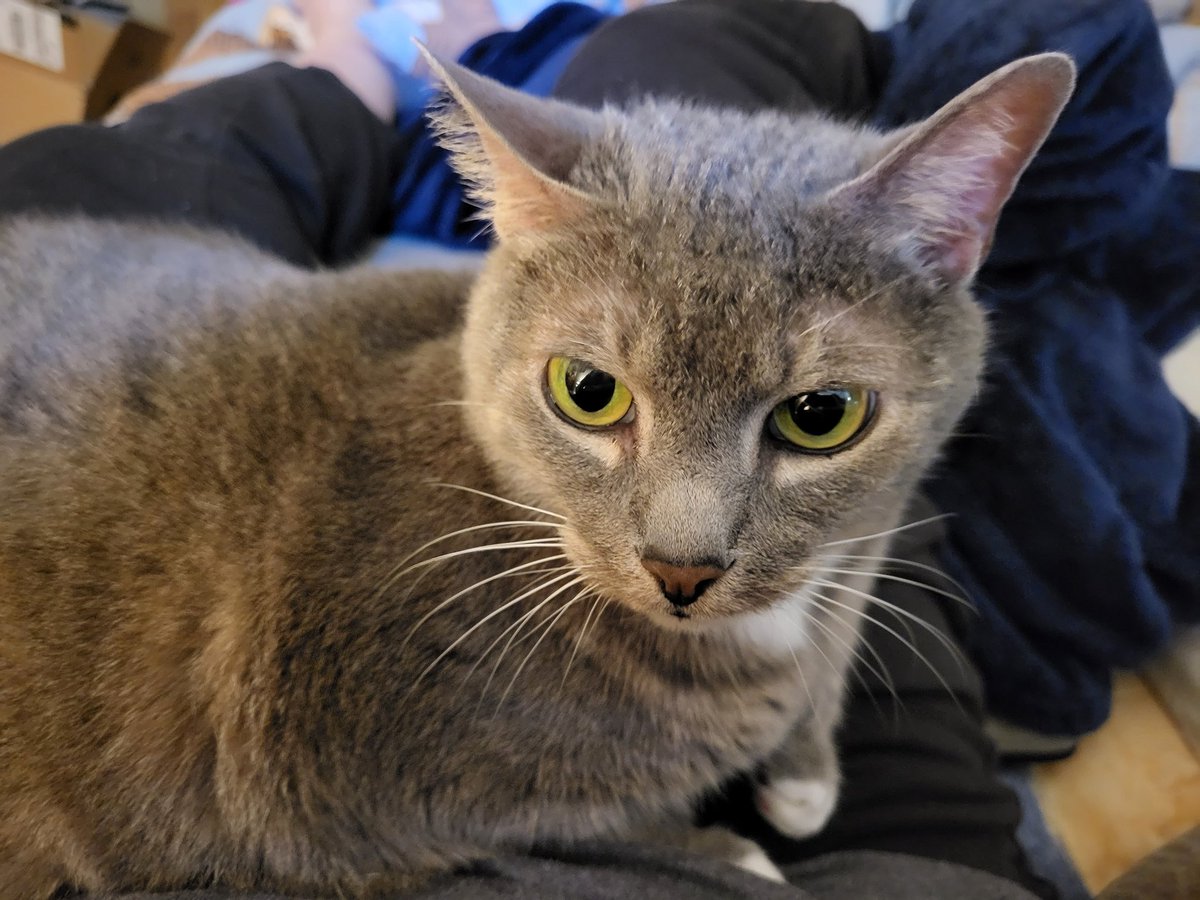 SilbyGrayCat's tweet image. #Friyay #CatsOfX #CatsOfTwitter #Furriends Mom is home. I am going to sit on her so she can't go away again