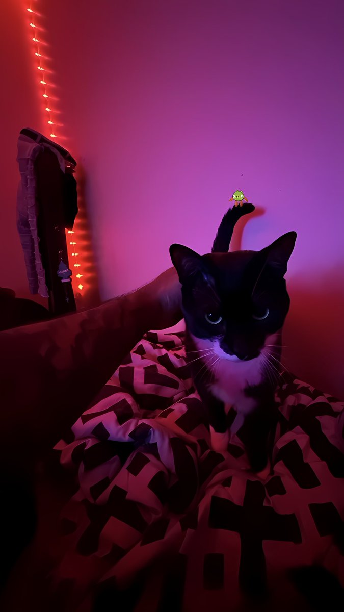 kungfoobacon's tweet photo. If I’m telling you a story about my son ( 🐈‍⬛ ) and you interrupt me with a lame ass story about your kid I’m kicking you out 🚪 https://t.co/TCA2W9FdHX