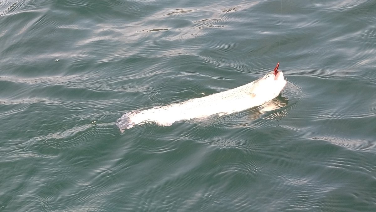 射的屋（つぶあん派） tweet media