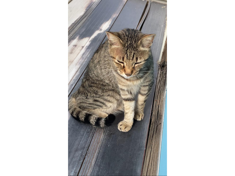 【ネコジルシ】迷い猫情報 tweet media