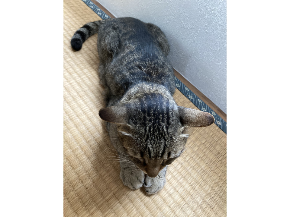 【ネコジルシ】迷い猫情報 tweet media