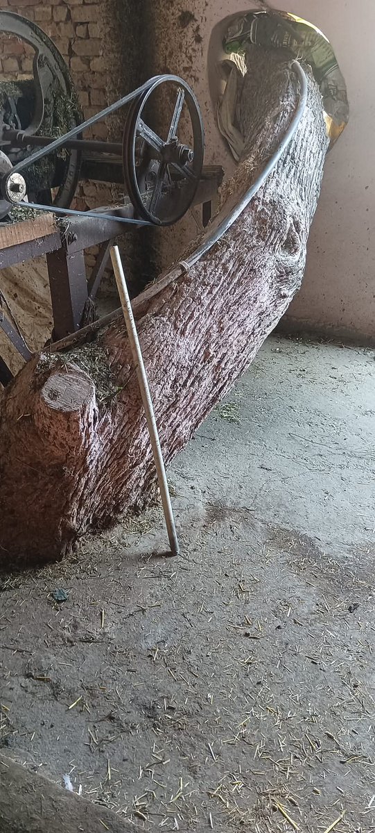 MunishK73579444's tweet image. #WorldHeritageDay let's #GroundWork for our Nature. #ClimateSolutions these 100 yrs old trees are our #Heritage