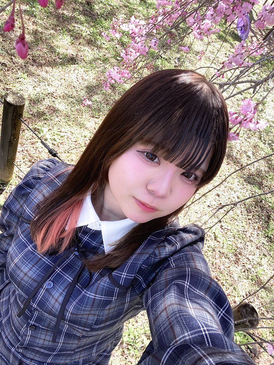 神楽桜花 tweet media