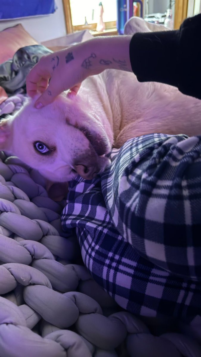 margouxdwite's tweet photo. look at those blue eyes bro https://t.co/Uj9MoAsAEy