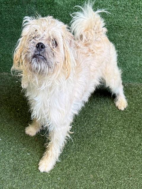 AnimaLancaster's tweet image. #A5770436
Male, gray and tan Pug and Terrier
3 years old
PetHarbor.com/pet.asp?uaid=L…