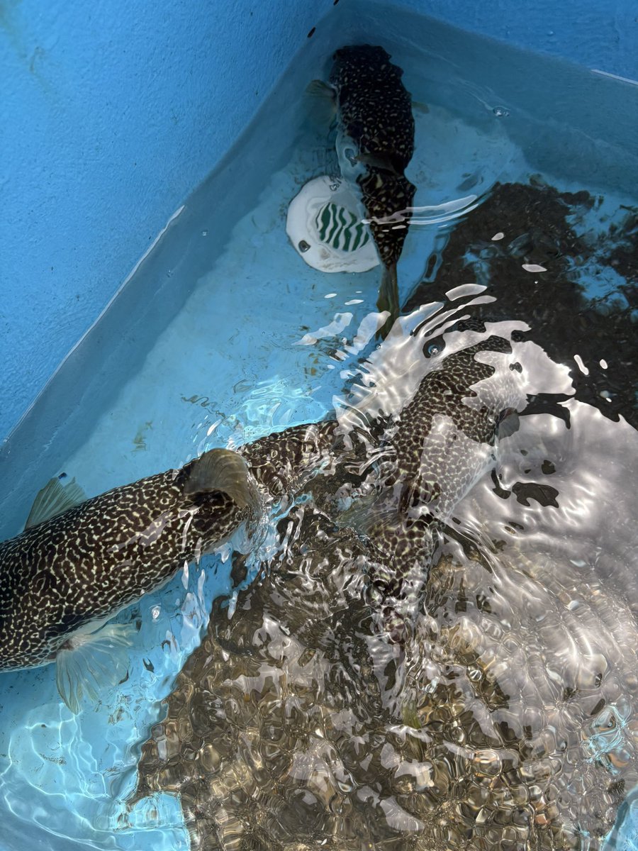 けざる tweet media