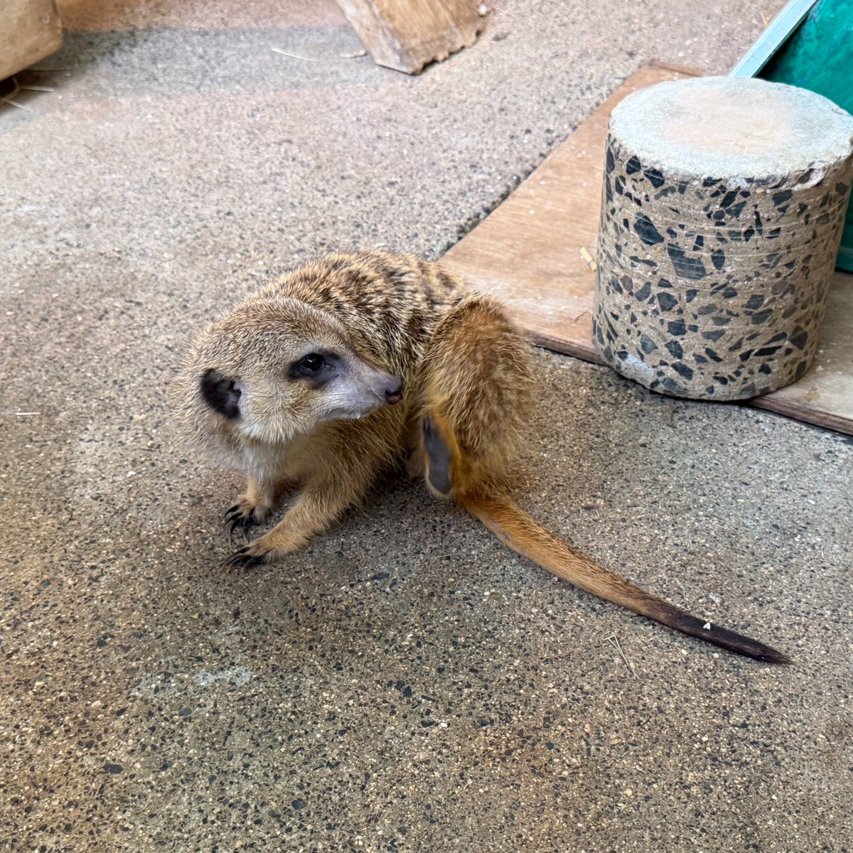 広島市安佐動物公園【公式】 tweet media