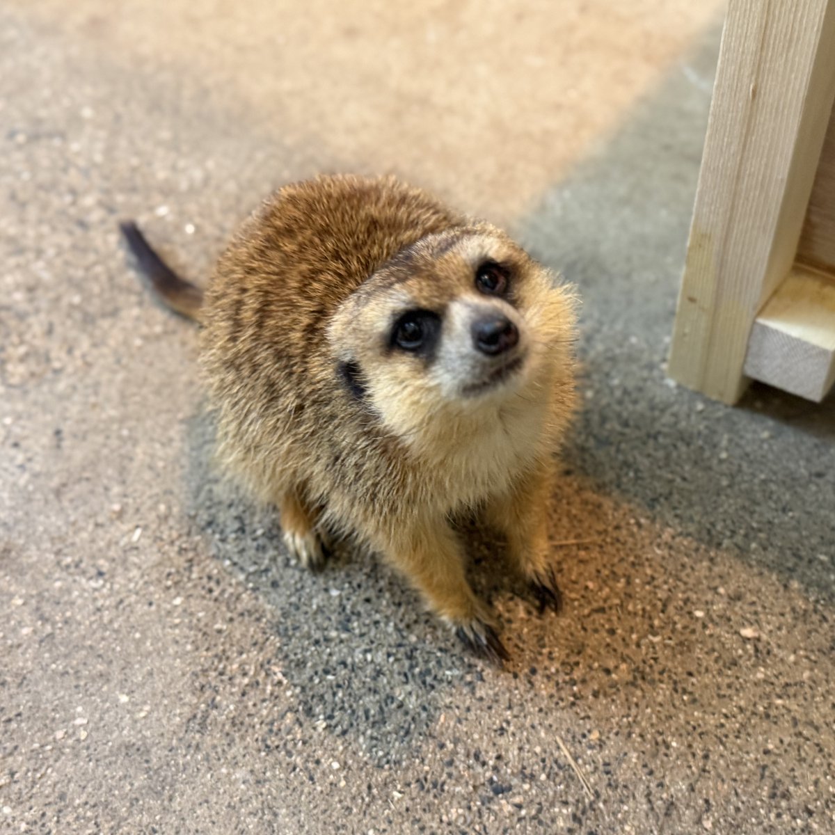 広島市安佐動物公園【公式】 tweet media