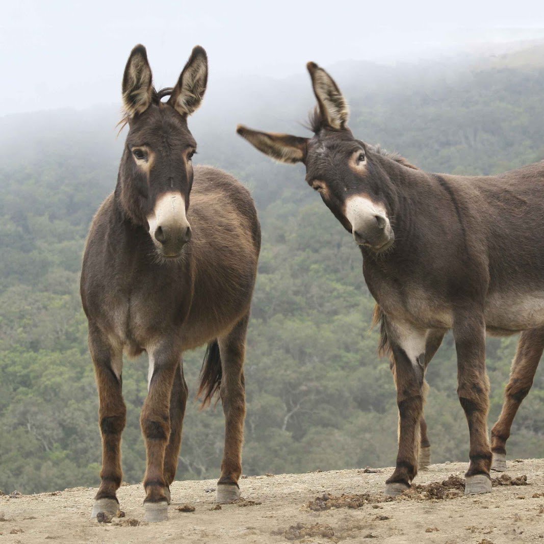 republiqueBRA's tweet image. 🥩 🇦🇷 Com o encarecimento da carne bovina na Argentina, parte da população tem recorrido à carne de burro.