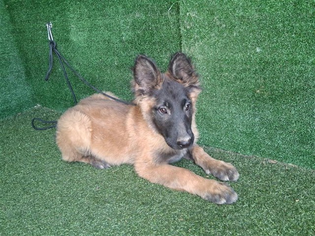 AnimaLancaster's tweet image. #A5770389
Male, brown and black Belgian Malinois
4 months old.
PetHarbor.com/pet.asp?uaid=L…