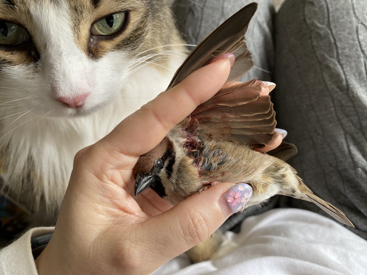 薬袋摩耶 tweet media