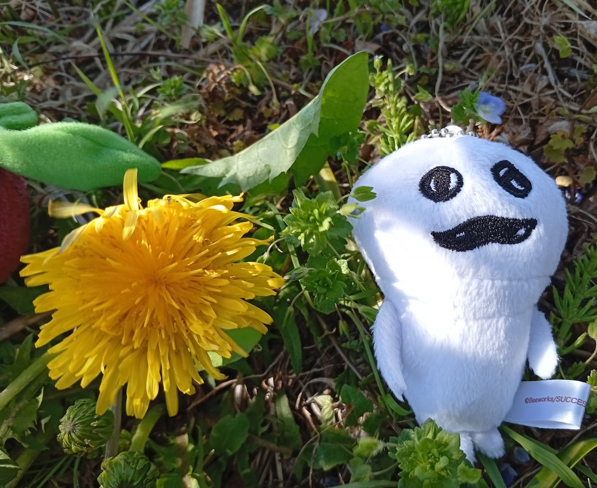 ぼんのうさん tweet media