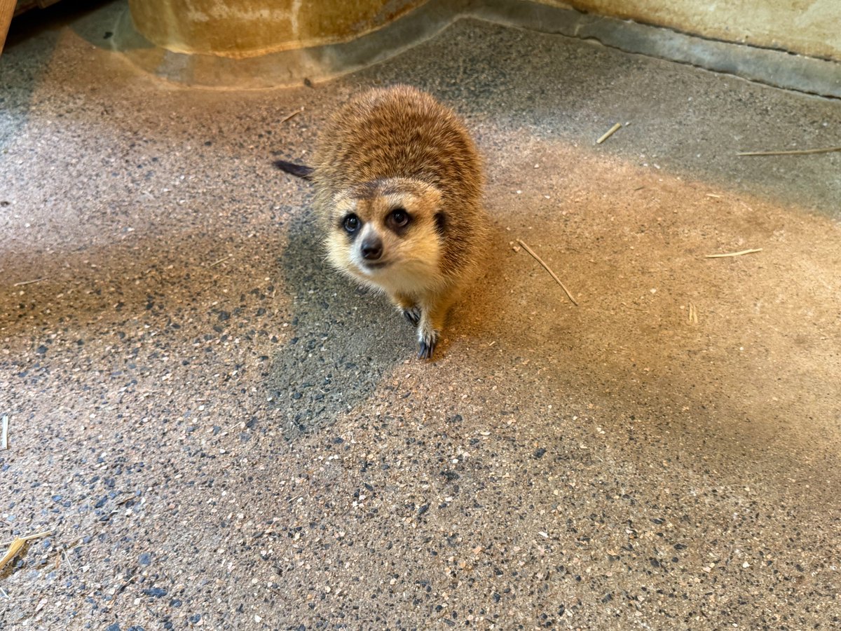 広島市安佐動物公園【公式】 on X: 