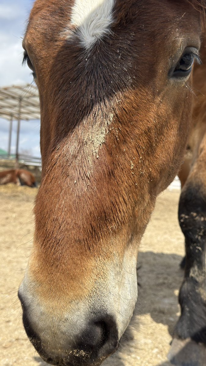 いはなん tweet media