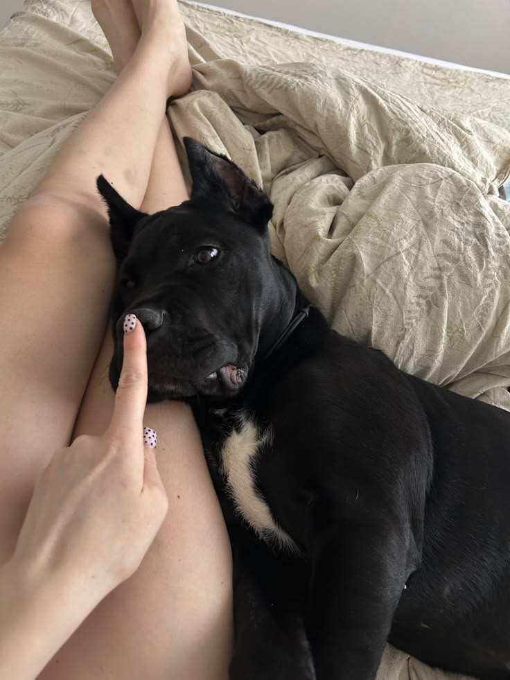 K9 STELLA 👑🐾 tweet media