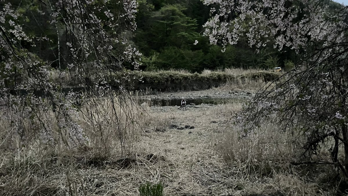 カエルオヤジ🐸広告有り tweet media