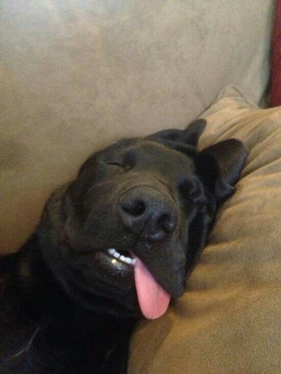 Backup DoggoAccount tweet media