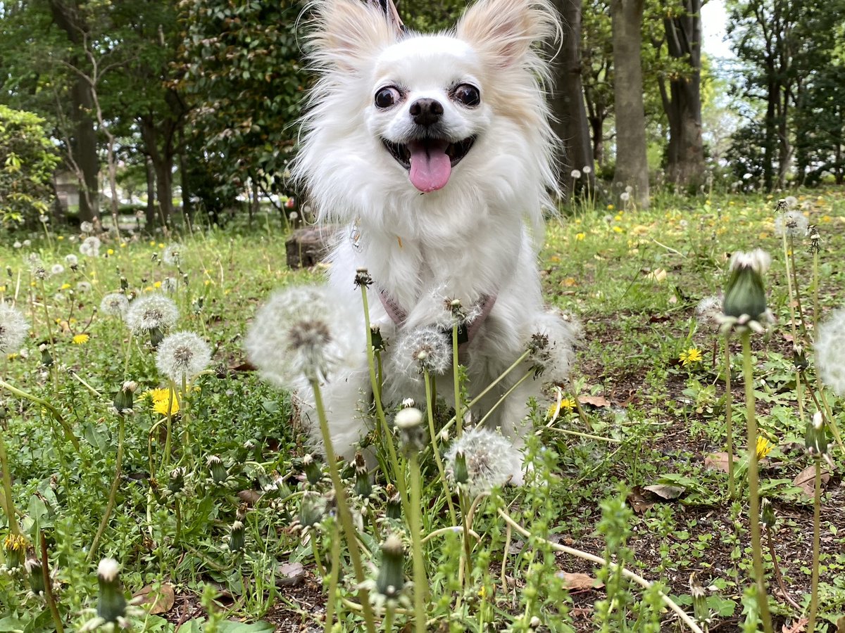 きょうのわんこ

たんぽぽと蒲公英

＃チワワ