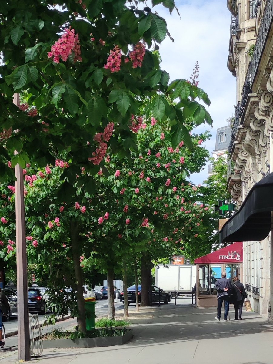 petitartmateur's tweet image. La Belle Étincelle, fleurs de marronniers, boulevard Pasteur #paris15 #arbres #printemps