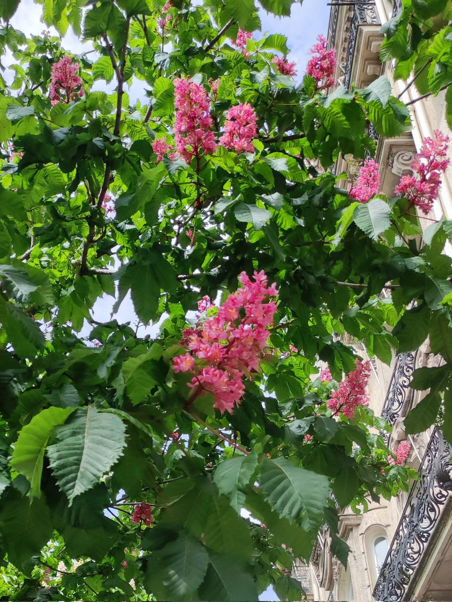 petitartmateur's tweet image. La Belle Étincelle, fleurs de marronniers, boulevard Pasteur #paris15 #arbres #printemps