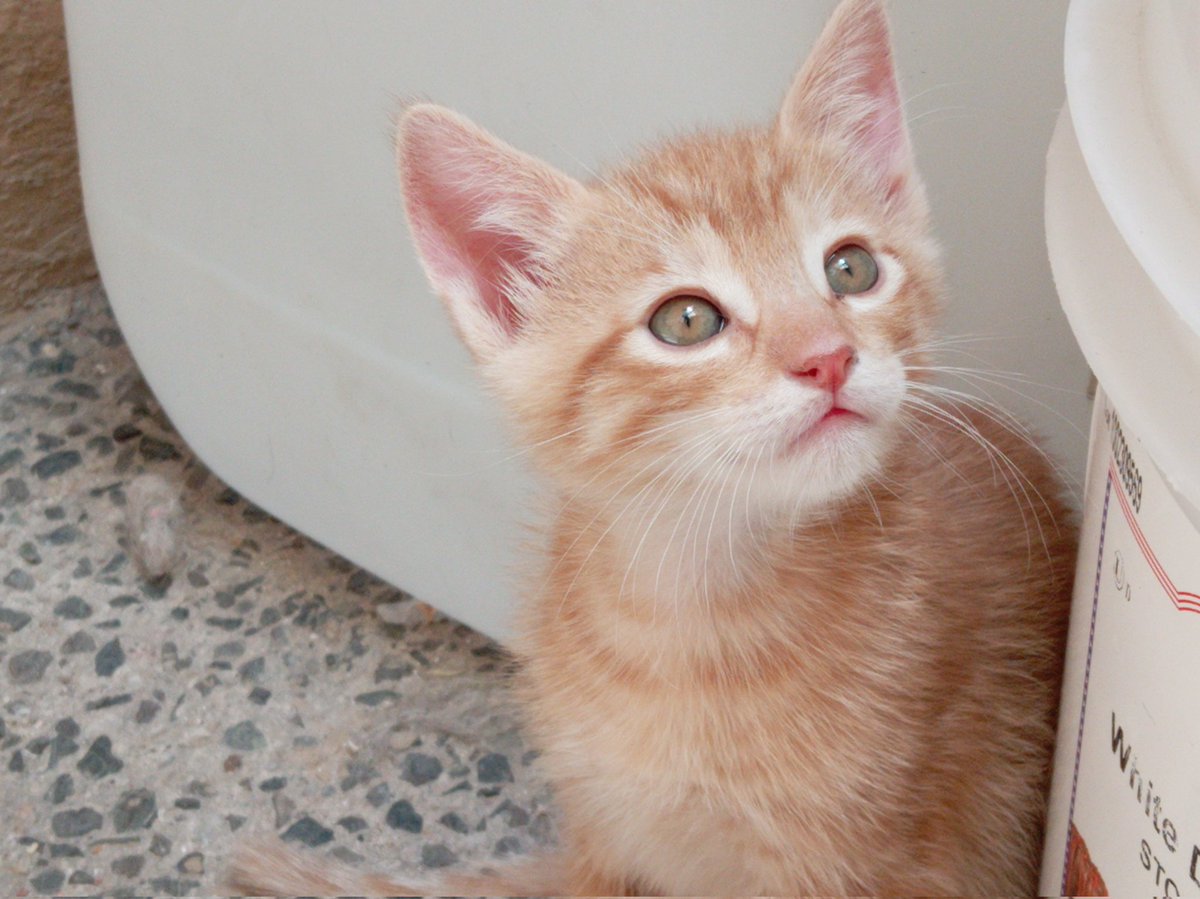 Quién apadrina alimento! 
Los michitos queretanos NO HAN RECIBIDO DONATIVOS 

Ayúdenme a seguir ayudando! 🙏🏻🐾