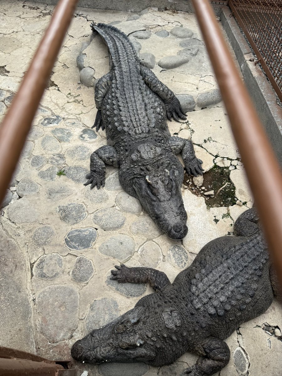 シャケアマゾン tweet media