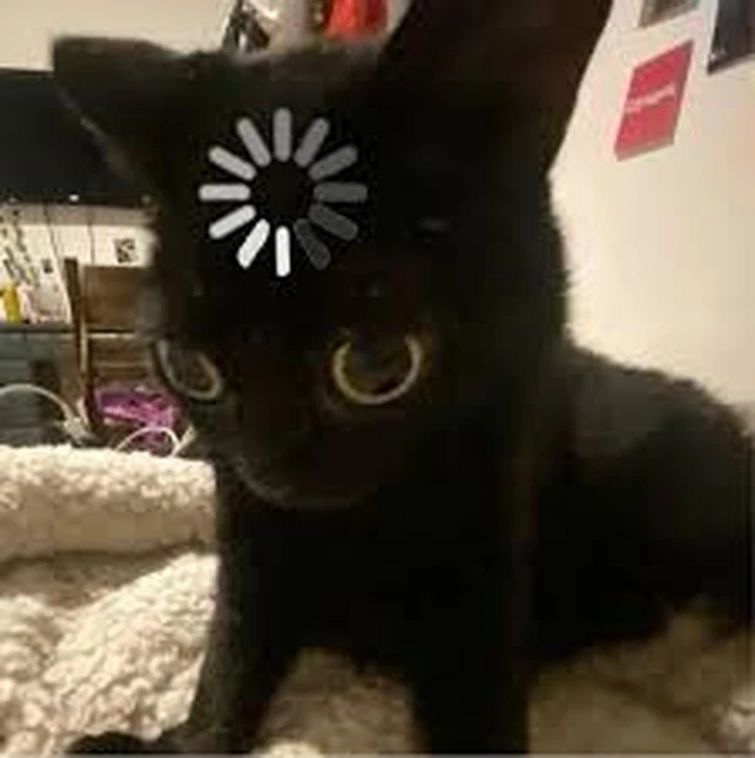 Black cats are not bad luck tweet media