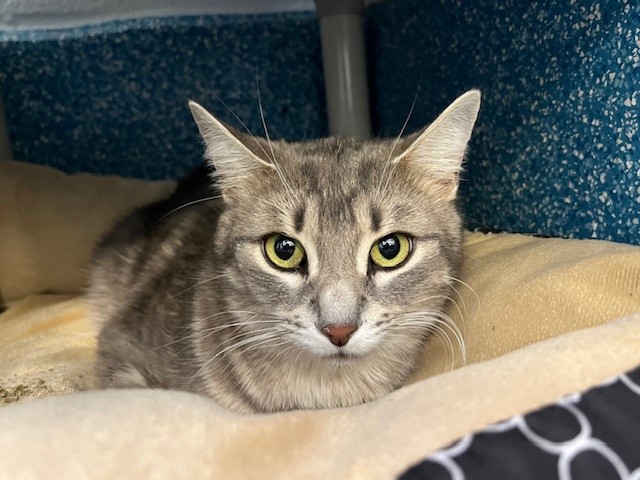 PetfindToronto's tweet image. #EGLINTON #MARKHAM RD  Pls RT2unite #FOUND #CAT- 14-Apr-26 #Toronto Animal Services A1032470 #EAST 416-338-7539 GRY TABBY DSH F/4Yr