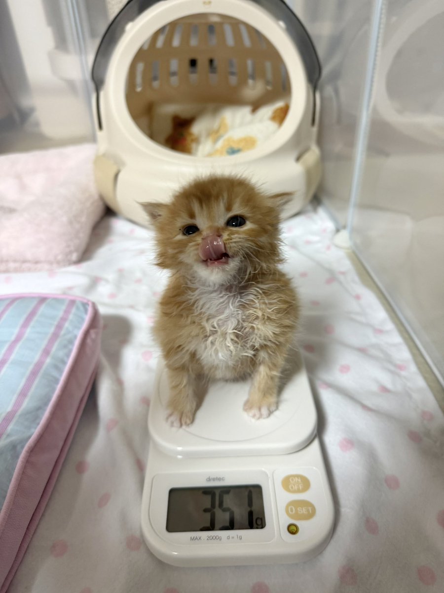 째앙금 tweet media