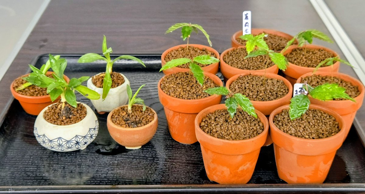 kakun22172217's tweet image. ウン十年ぶりかにカレンダー通りのお休みになり、仕事も現時点ではそれほどハードではないので最近体調の良いペロです💪😤

今日は朝から鉢回しに場所換え、数少ない本年実生のけやきと越後からやって来たネジバナを鉢上げ⤴

明日ご一緒して下さる皆様、ヨロシクですっ
(｀д´)ゞﾋﾞｯｼ

#UGC
#翠緑