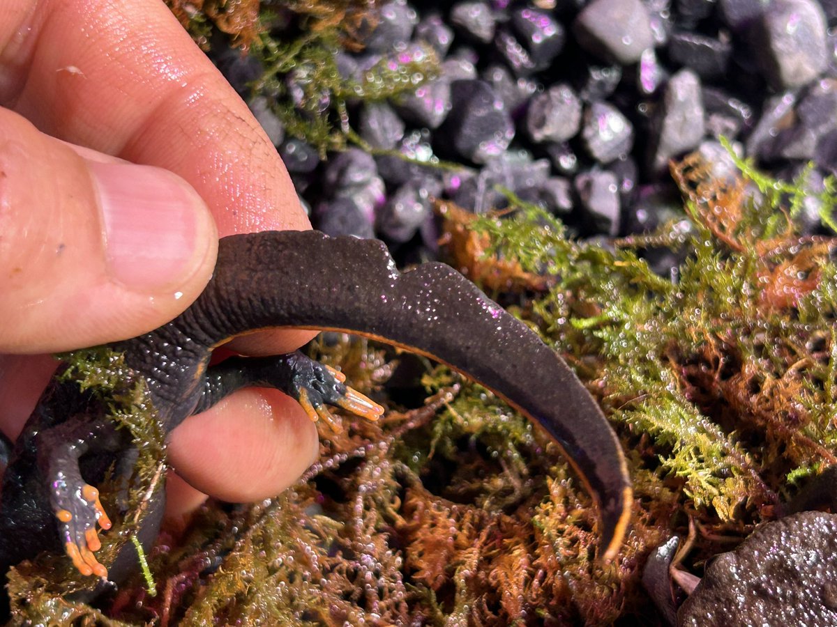 イモガニ（´-`）根腐れの王🍁 tweet media