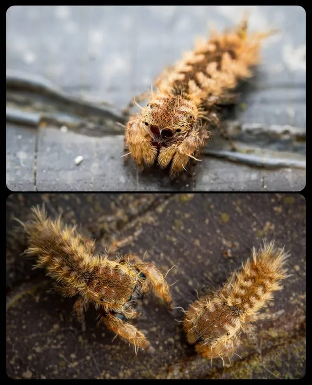 kaylaskritterz tweet media