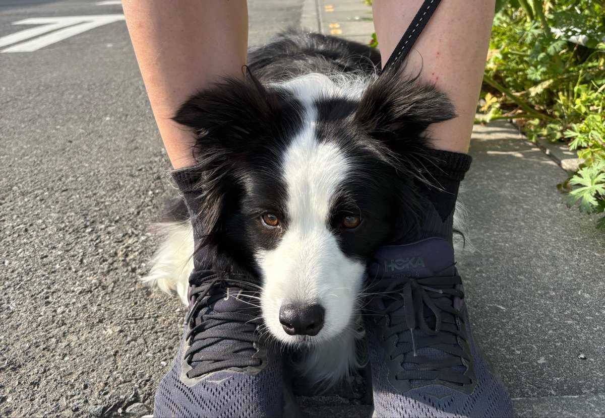 Border collie Rem tweet media