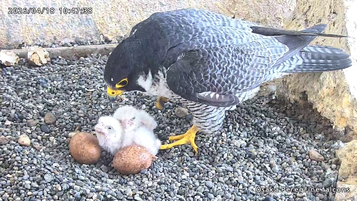 山瀬 美猫 tweet media