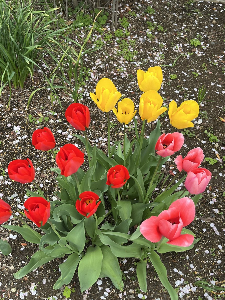 粕谷 萌 tweet media