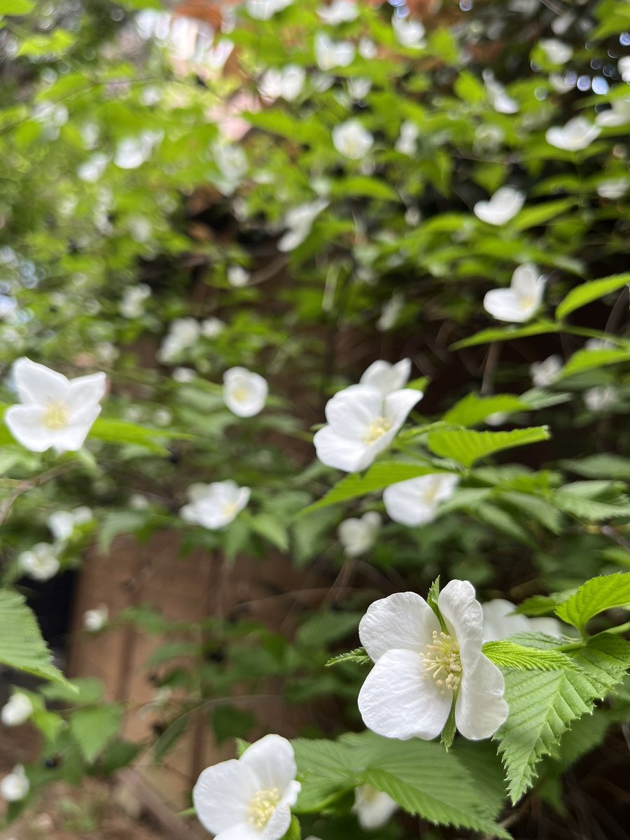 粕谷 萌 tweet media