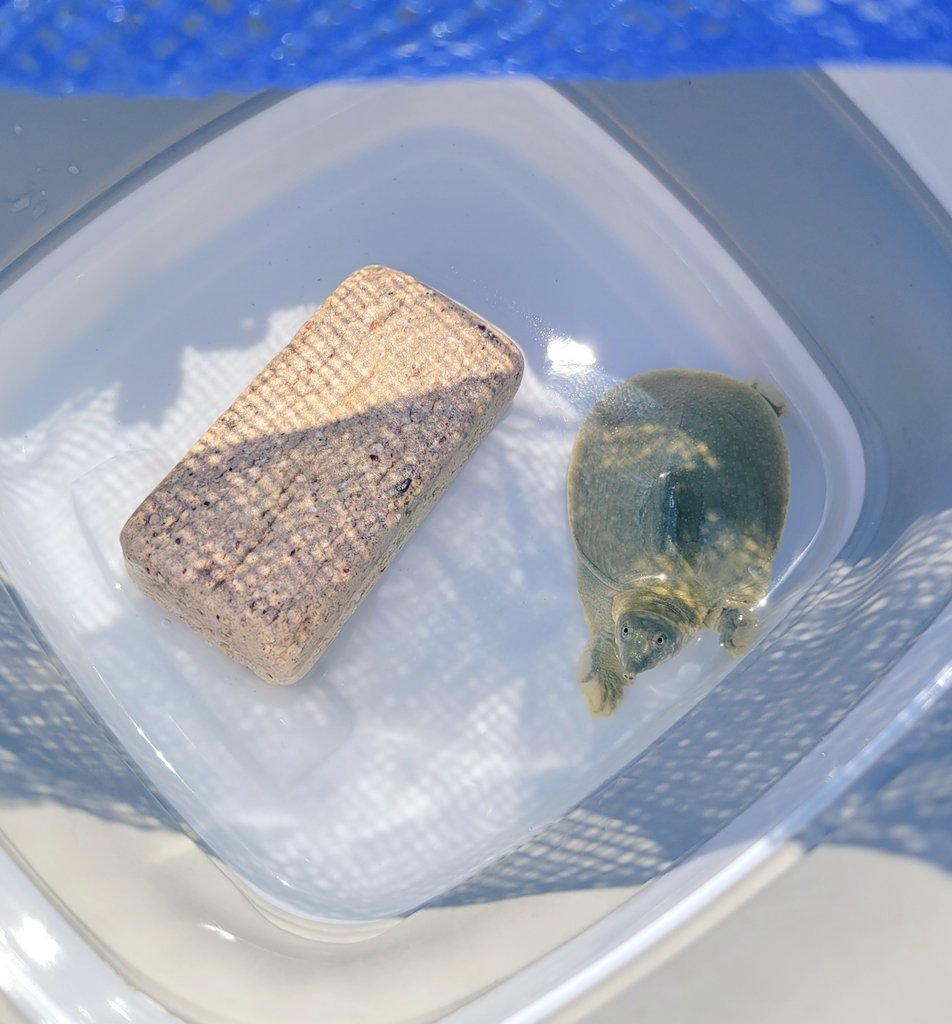 こしょ tweet media