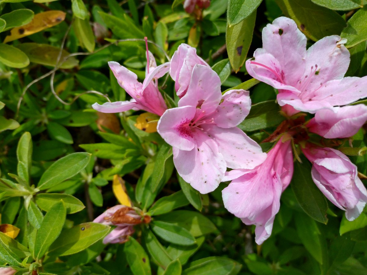 かりんと*𖠿 tweet media