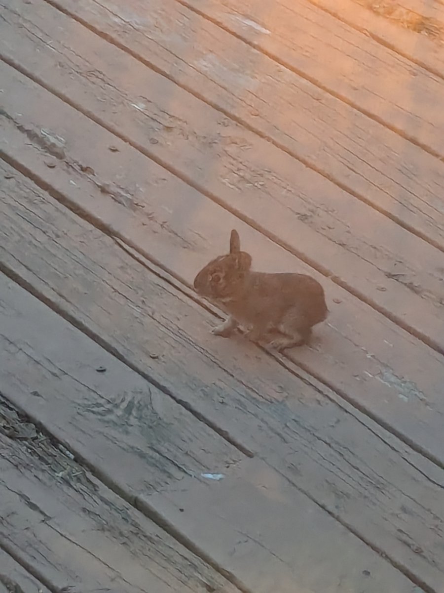 Yasuda Ayato 📜 tweet media