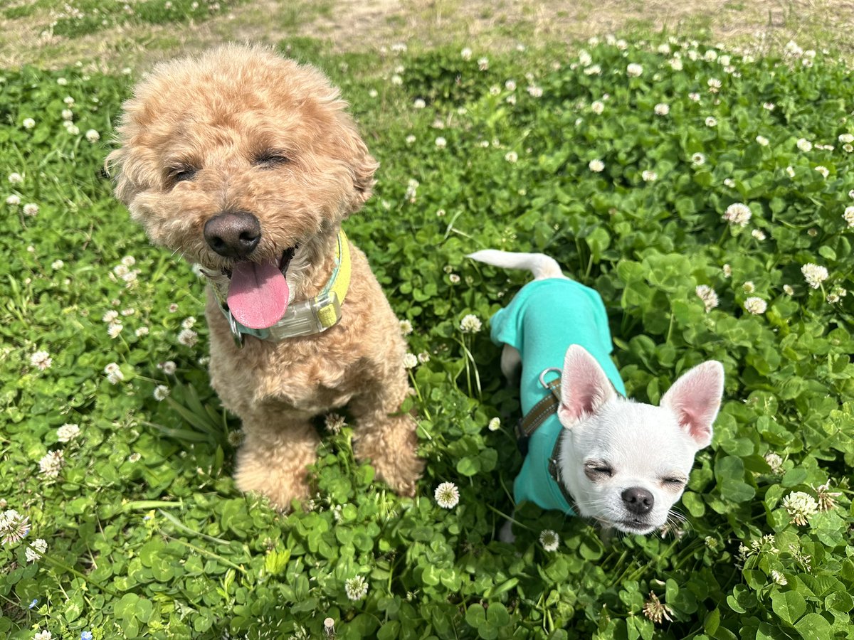 どんねー tweet media