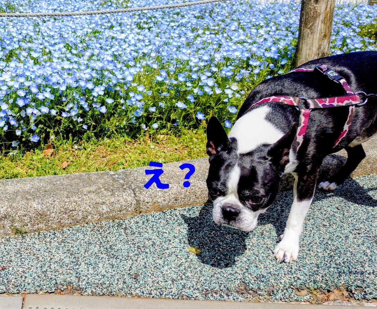 灰羽(はいばね) tweet media