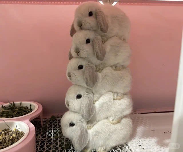 Why you should have a rabbit tweet media