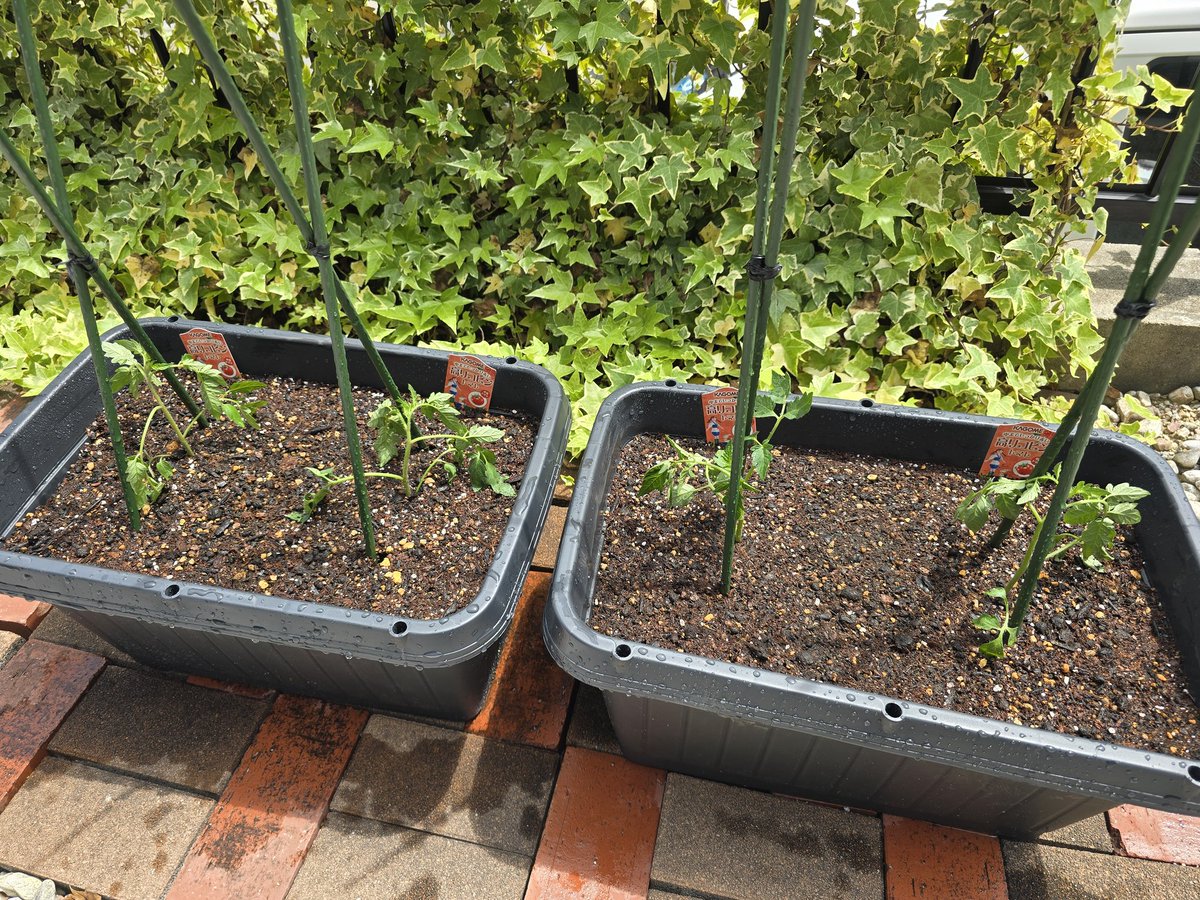 草屋(愛好家)笑 tweet media