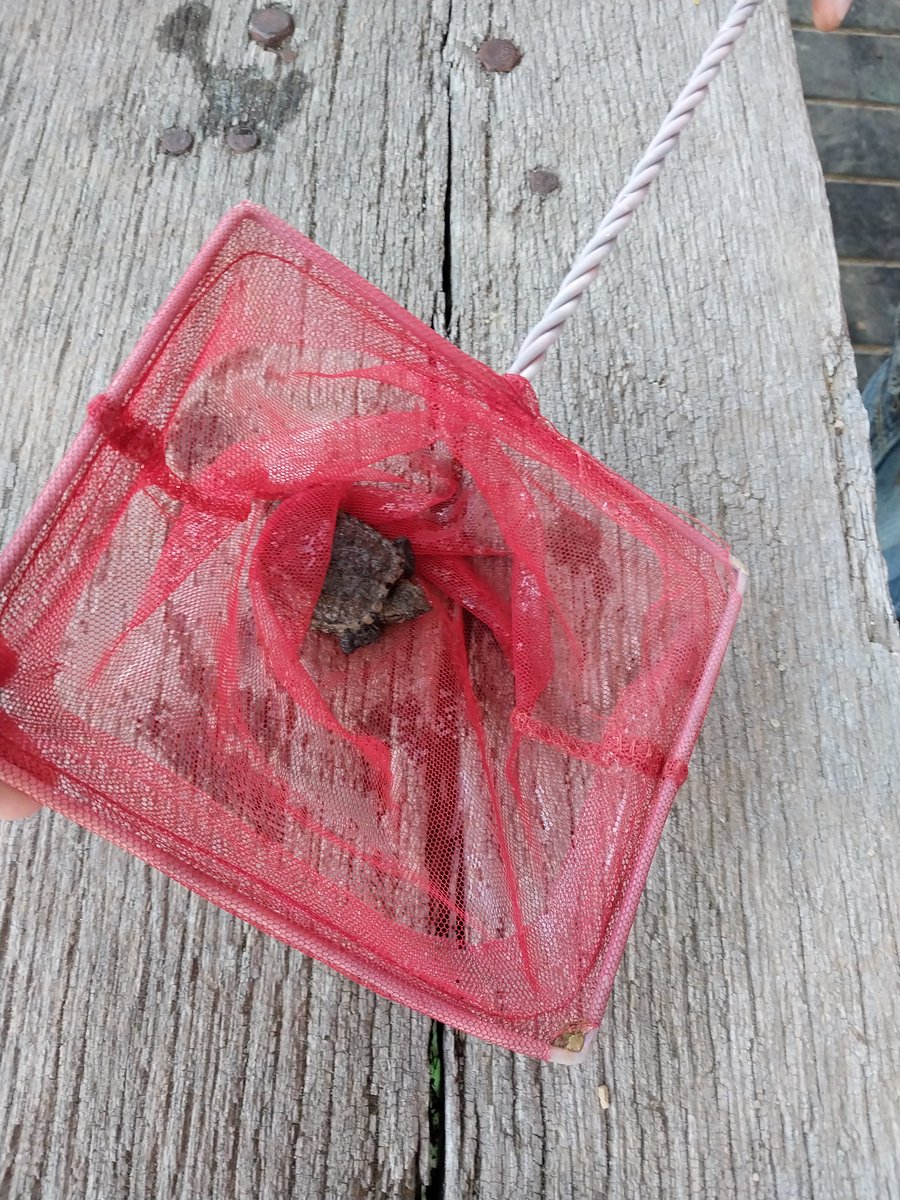 JenniFire6's tweet photo. @SolidarityCoUK my little dude caught this baby snapping turtle in our pond and named it Jimmy after his favorite content creator (you) He wanted me to show you. ❤️ https://t.co/mlJ38wQp5H